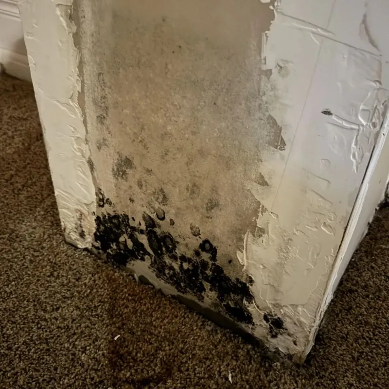 Professional Mold Removal in Balch Springs, TX